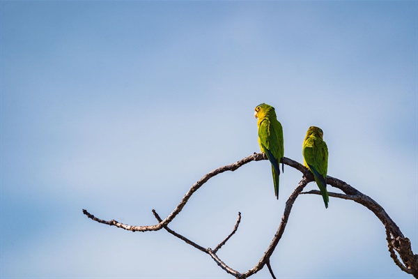 Bird Watching