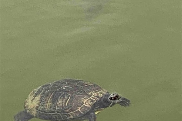 The turtles and fish love to be fed!