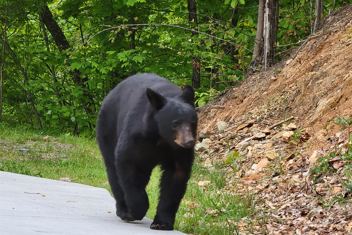 A bear casually strolling down our driveway
