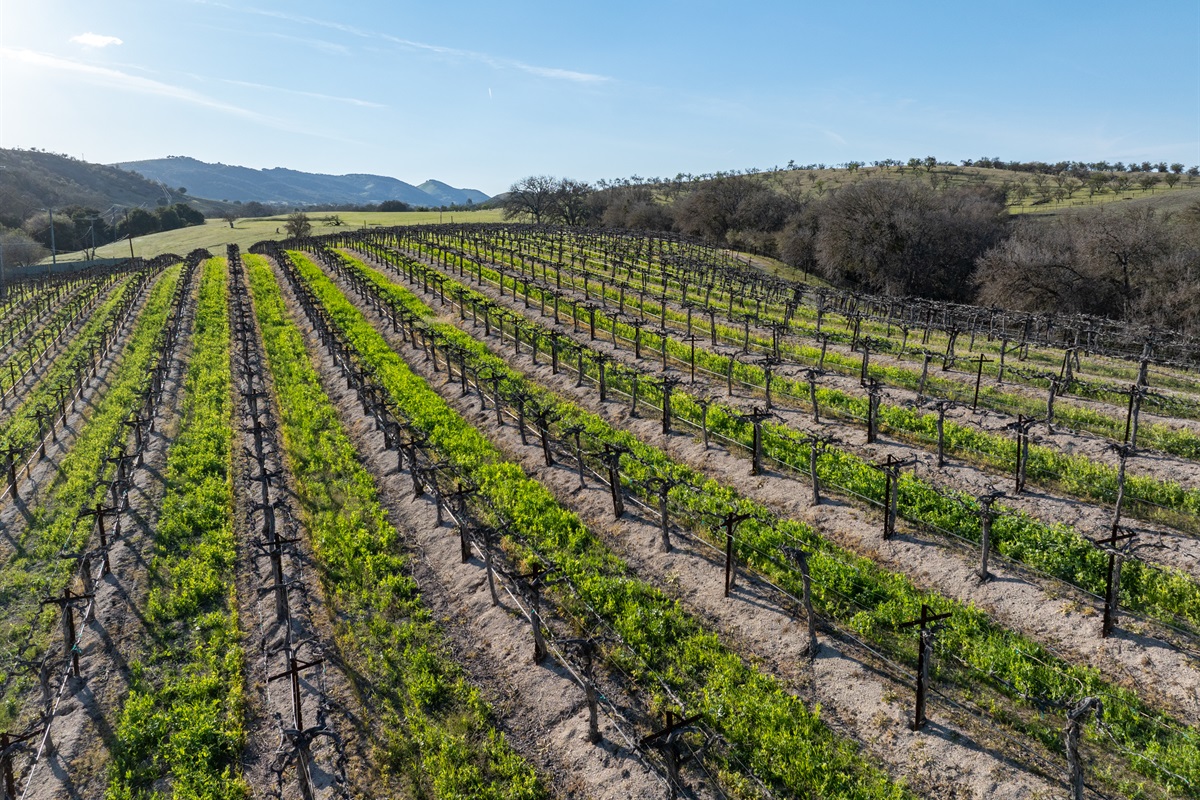 Take a stroll up to the vineyard and see what’s in season.