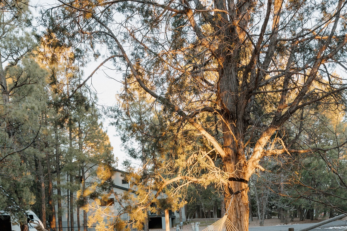 Pet-friendly paradise: dual rope hammocks in your securely fenced yard surrounded by cool ponderosa pines. Perfect for couples or families seeking outdoor relaxation in Show Low. Unwind among the trees while your dogs play safely in this White Mountains re