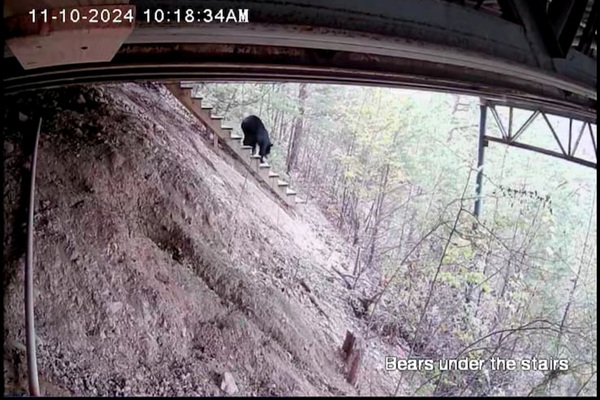 Bear using the stairs