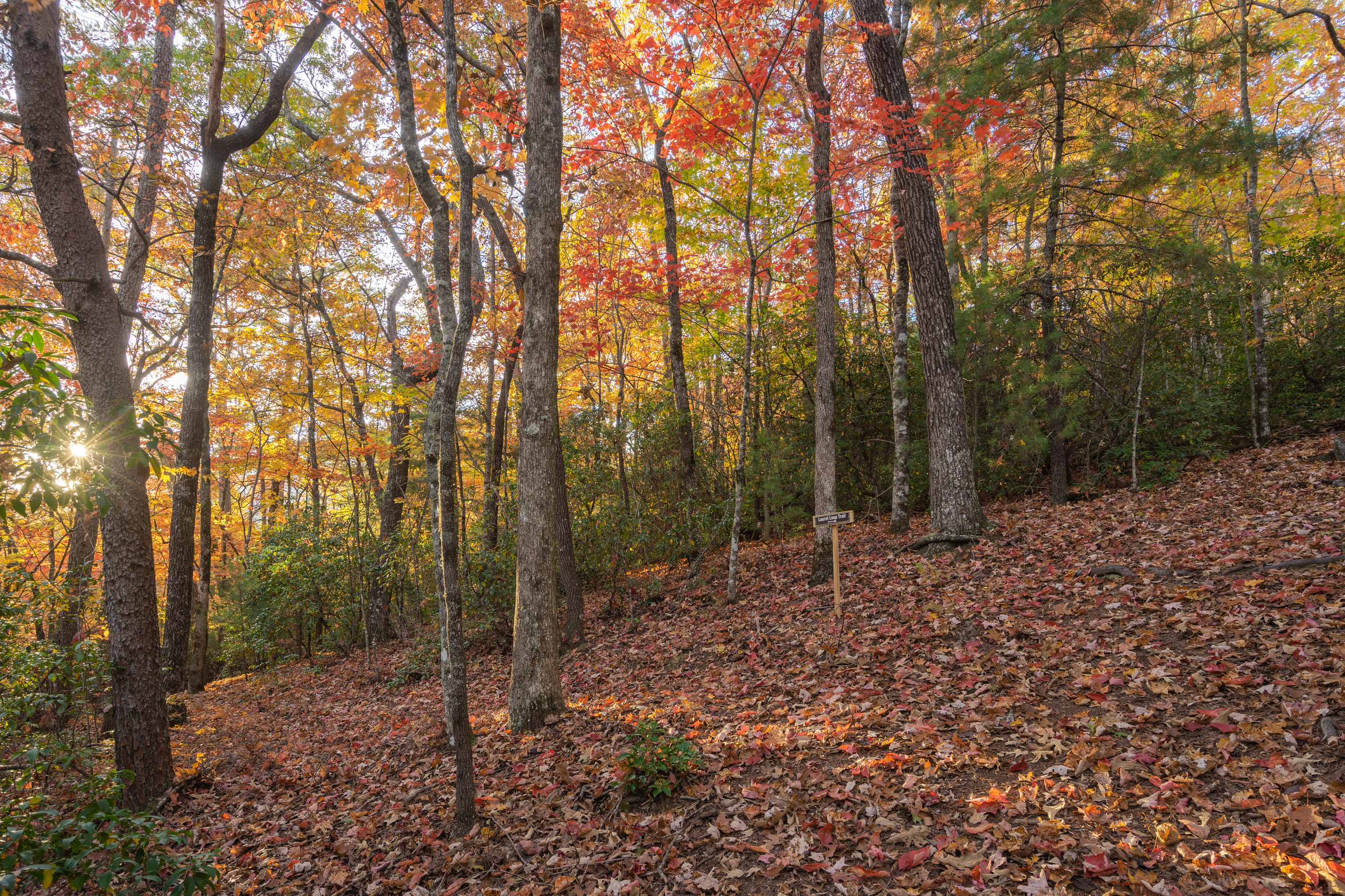 Enjoy the fall foliage on our private trails