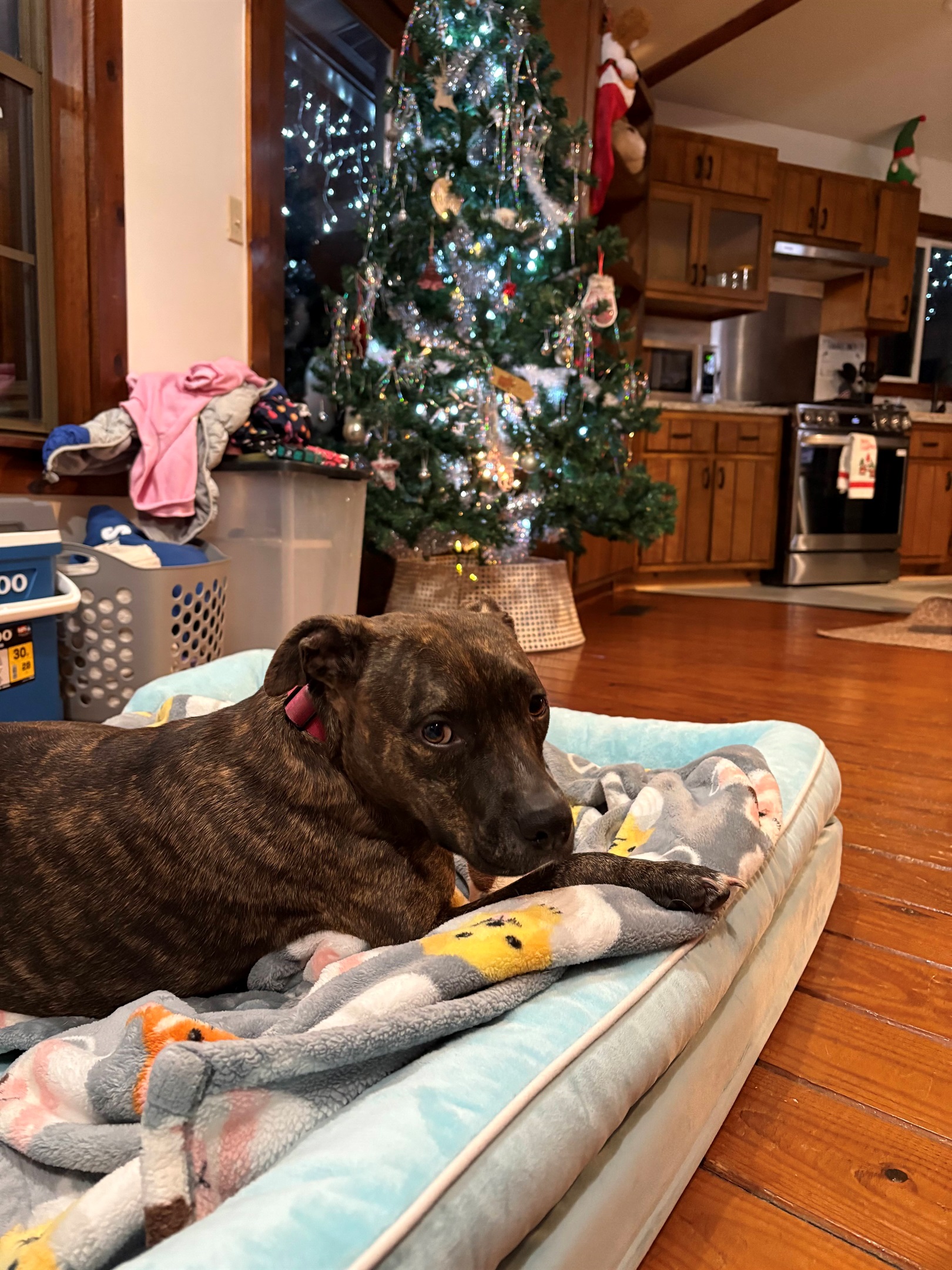 It is the most wonderful time in the year!