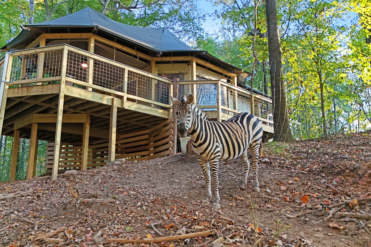 Experience the zoo from a whole new perspective. Comfort and adventure await.