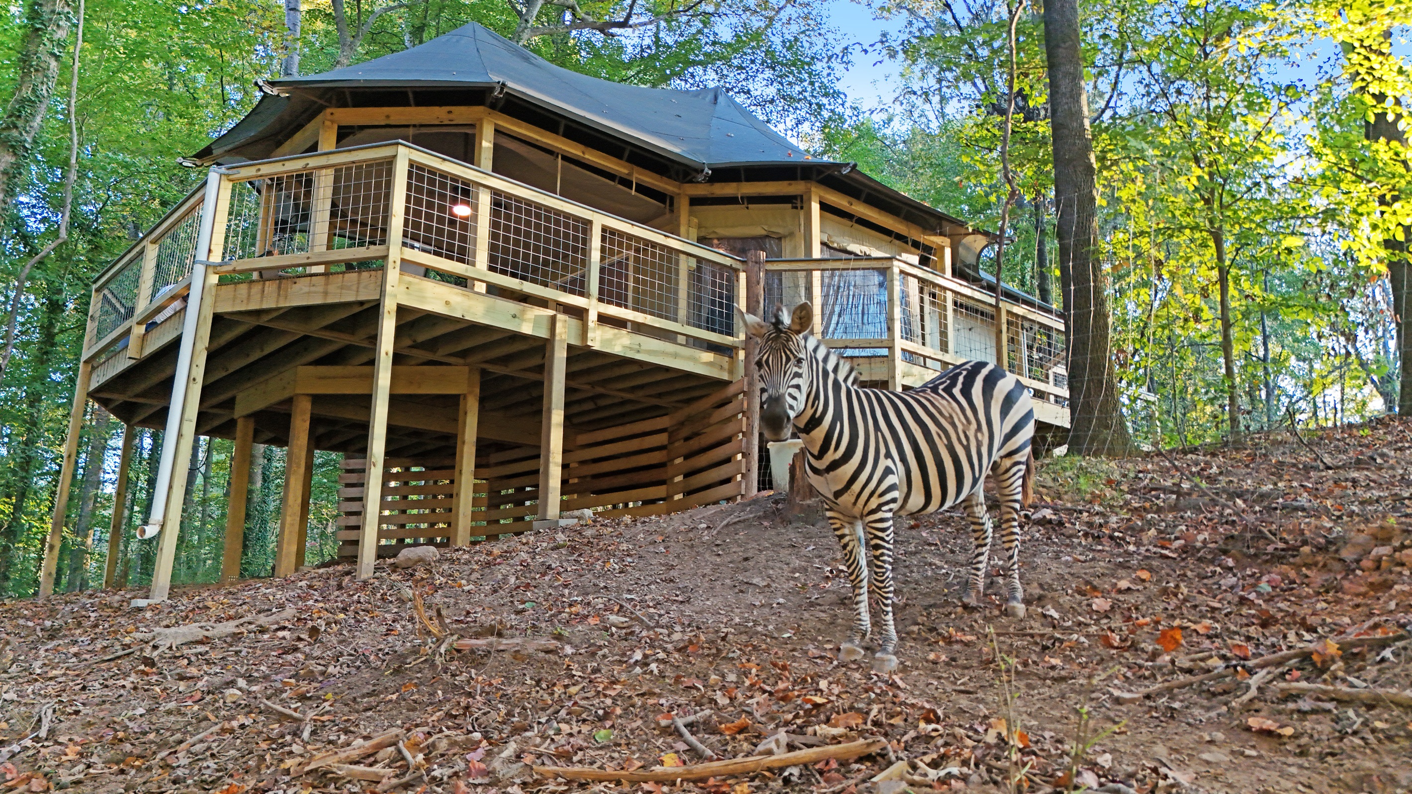 Experience the zoo from a whole new perspective. Comfort and adventure await.