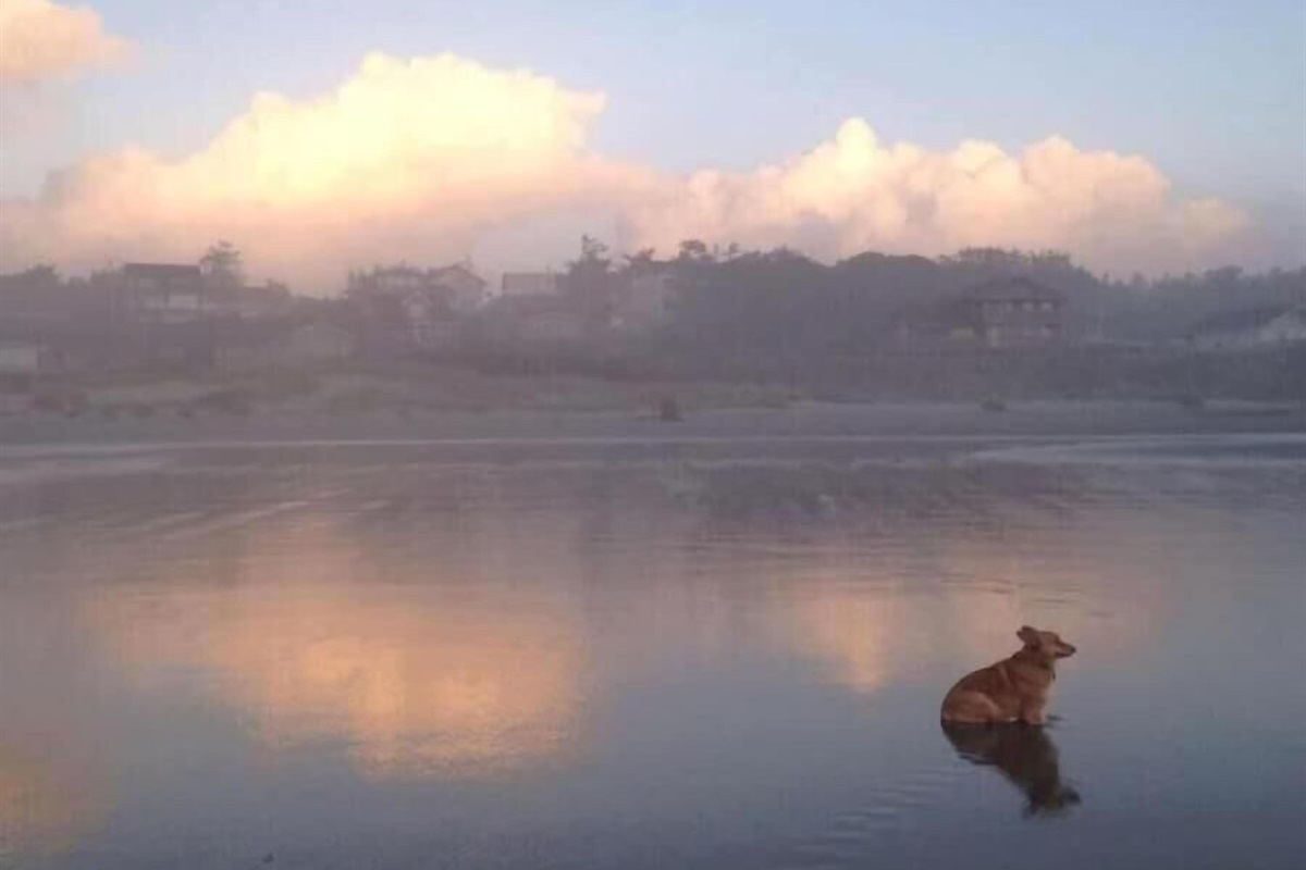 Foxy the owners Corgi on the beach