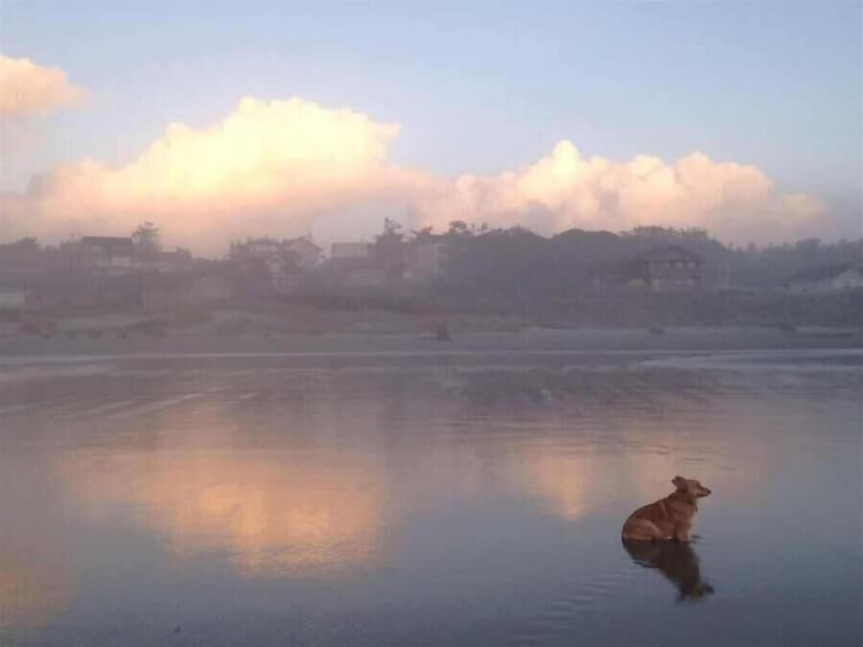 Foxy the owners Corgi on the beach