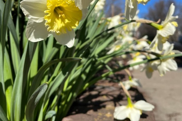Daffodils around the neighborhood in Spring!