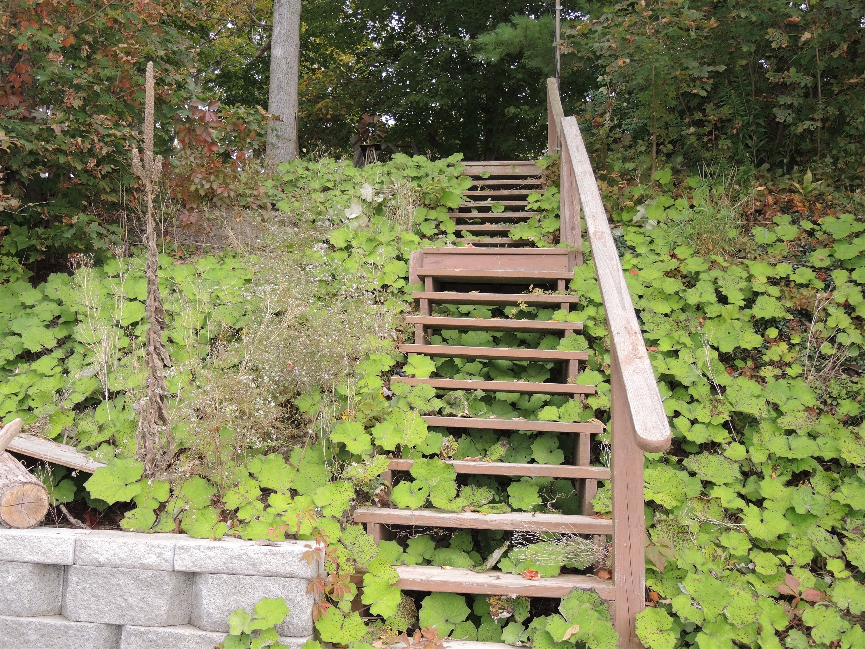 Steps leading to stone patio and  water