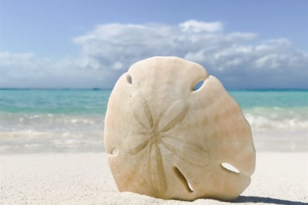 The surrounding beaches are known to have a lot of sand dollars. 
