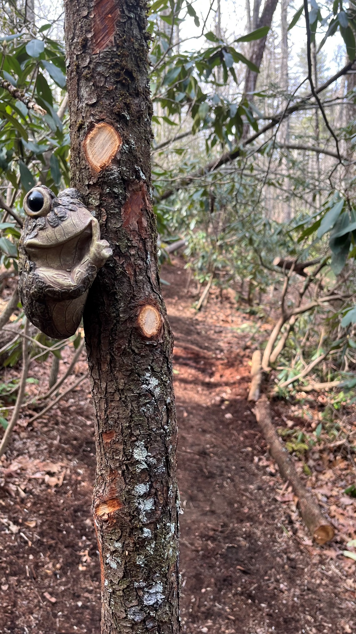 The Enchanted Forest Trail is a challenging trail with whimsical surprises.