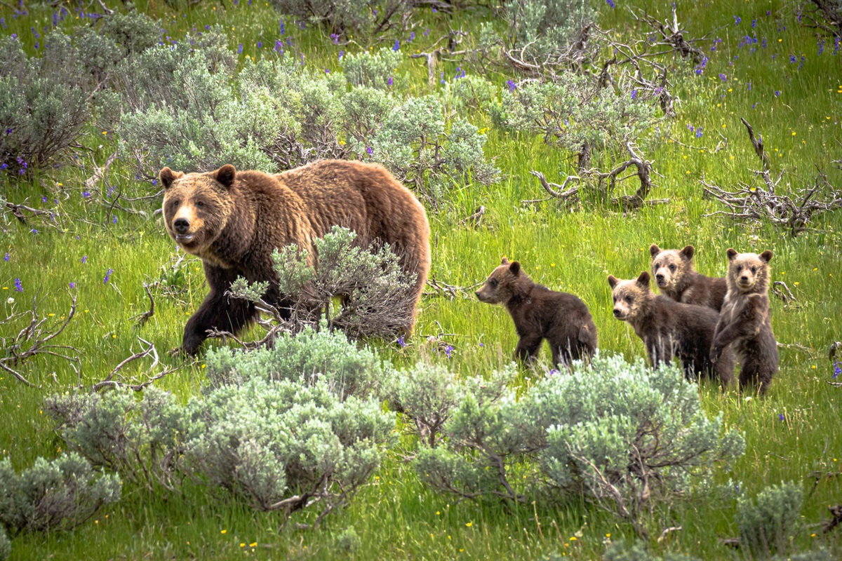 Bear And Cubs, Yellowstone