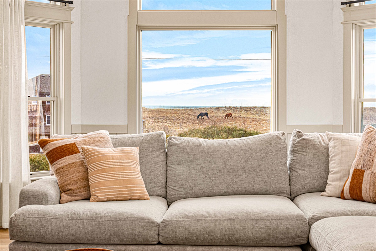 Enjoy the views of the wild horse as they roam