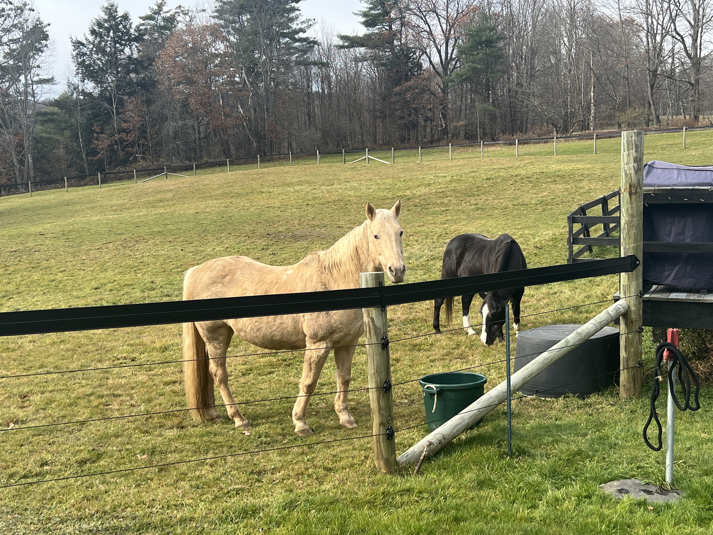 Horse Haven happy horses.