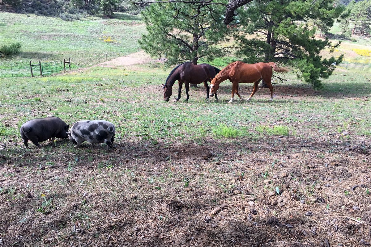 Mac & Ollie,  Zip & Samson