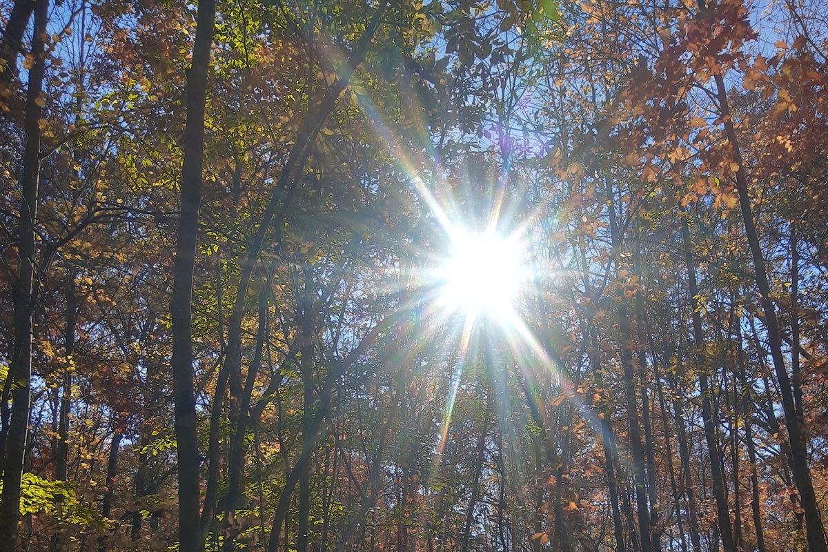 The sun shining thru the forest is mesmerizing some days!