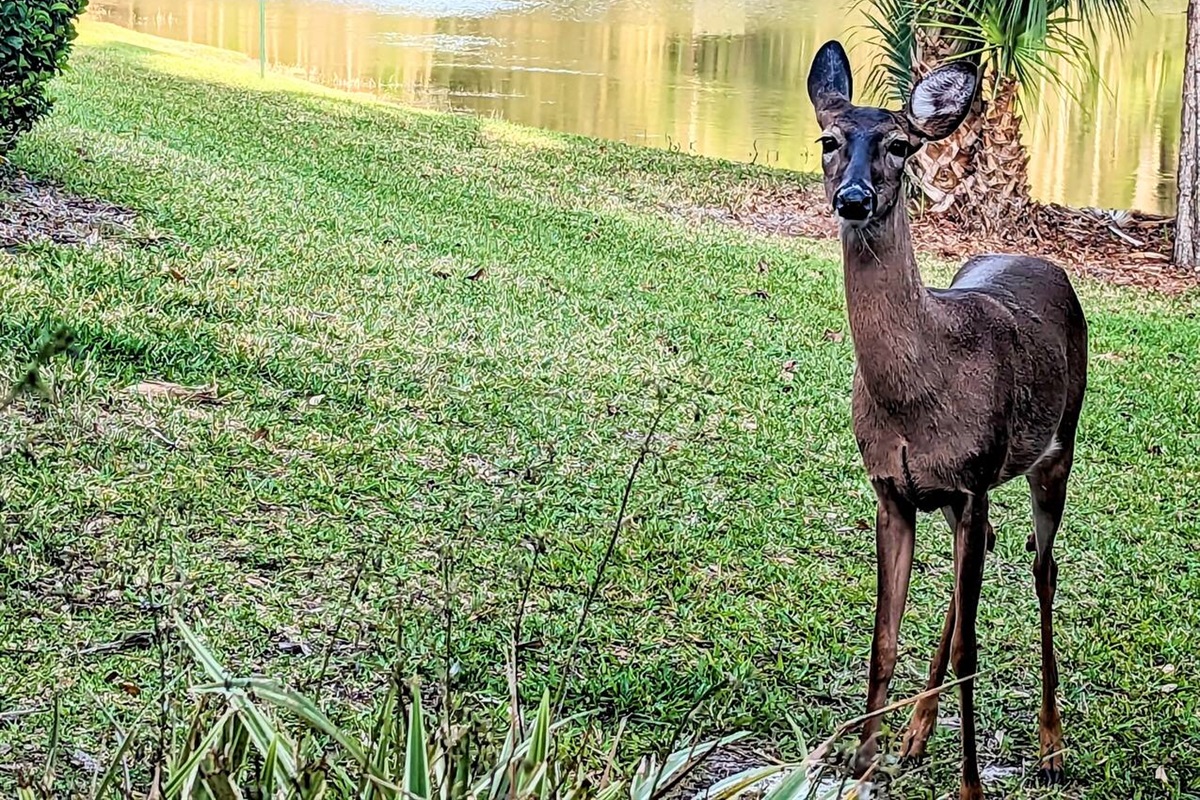 Say hi to Bambi