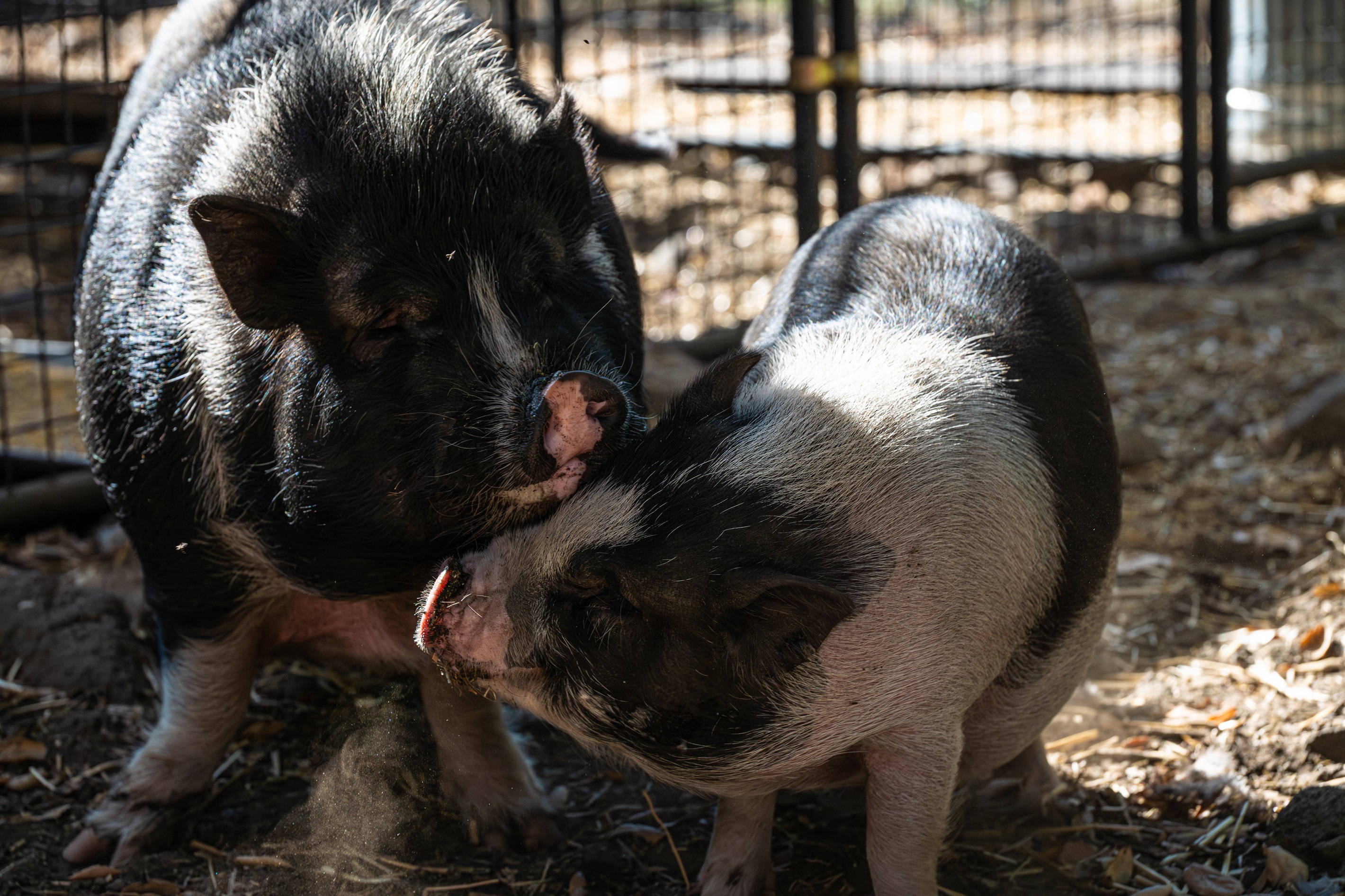 Come Meet Pumba and Friends!