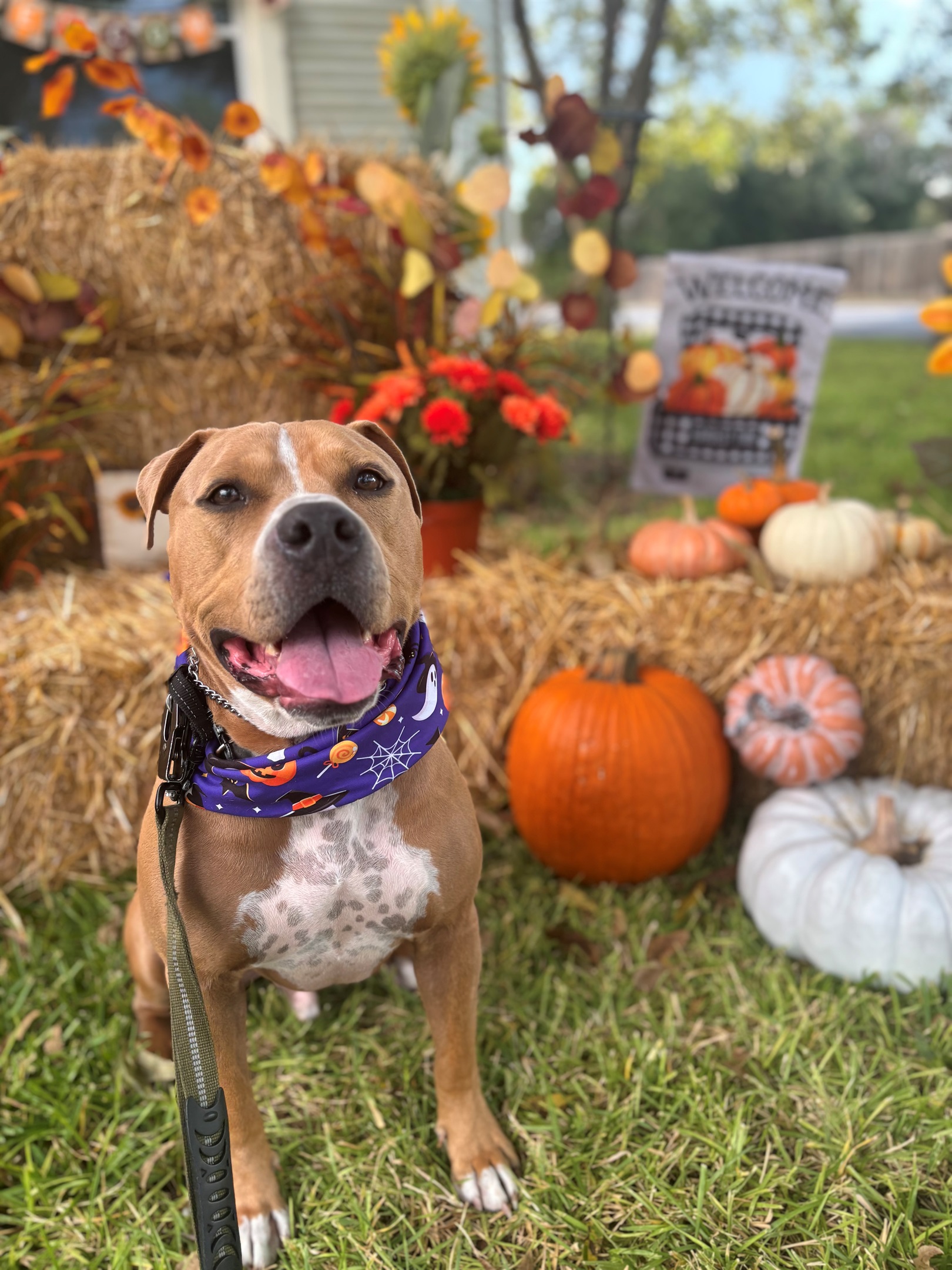 Dogs love our fenced yard!  So do their parents.