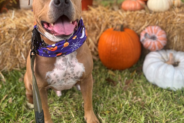 Dogs love our fenced yard!  So do their parents.