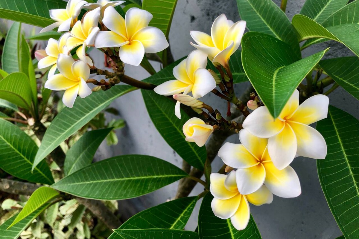 A touch of Bali's beauty in every bloom.