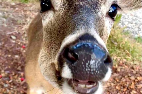 Say hi to our local resident! 