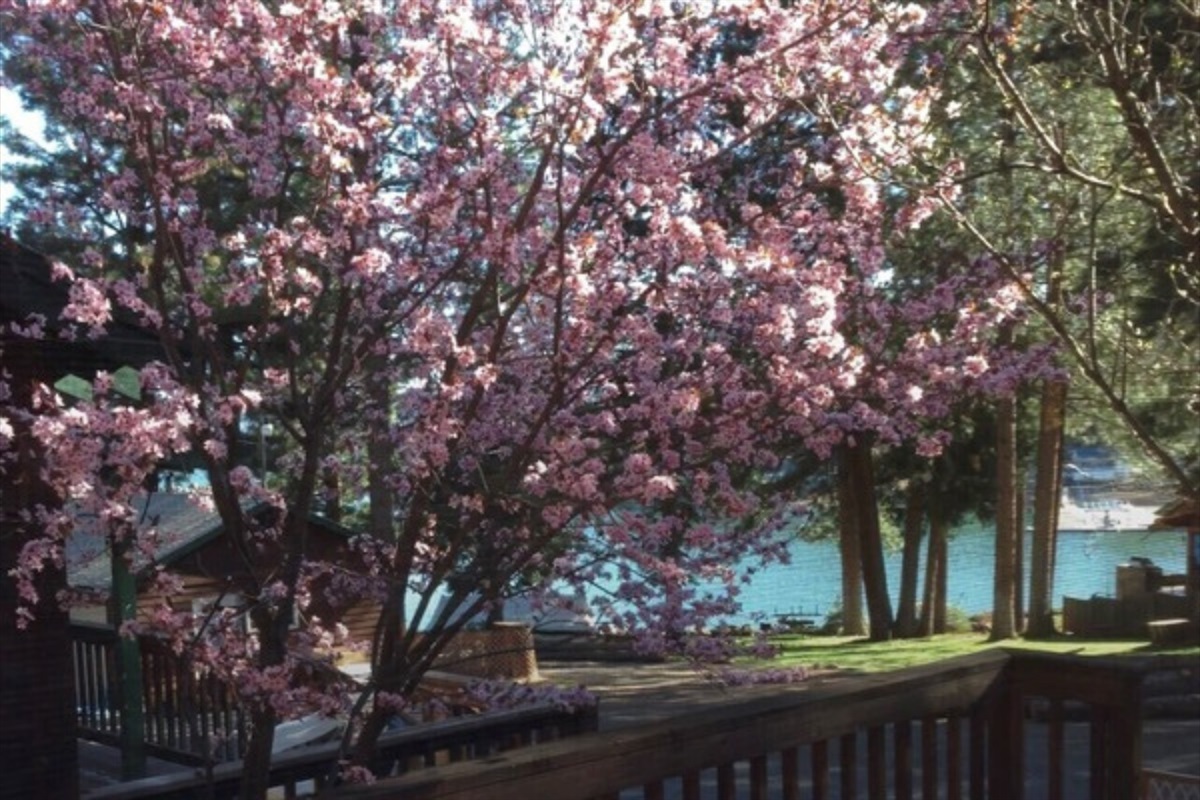 The trees are stunning too!