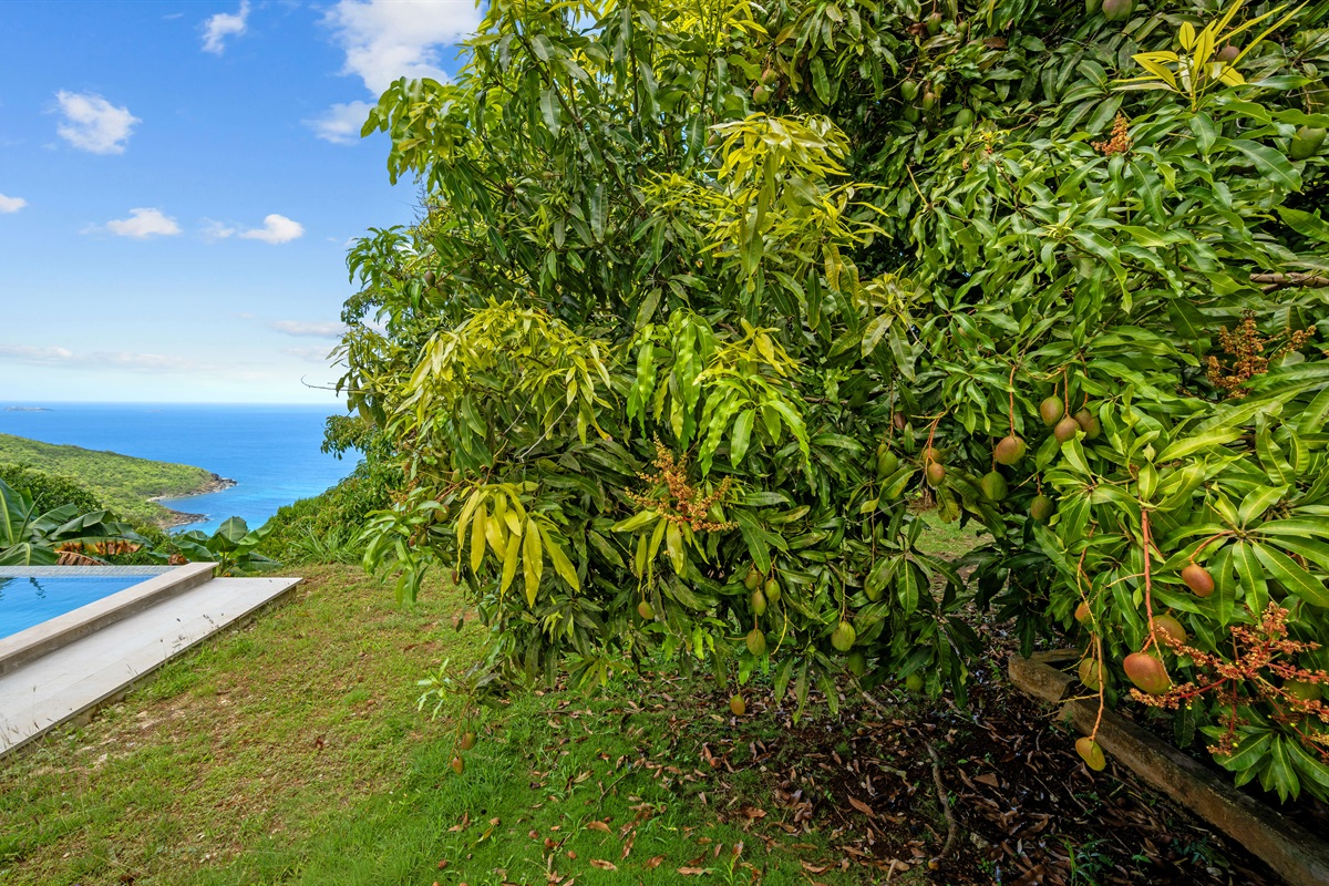 Huge mango tree right by the pool!