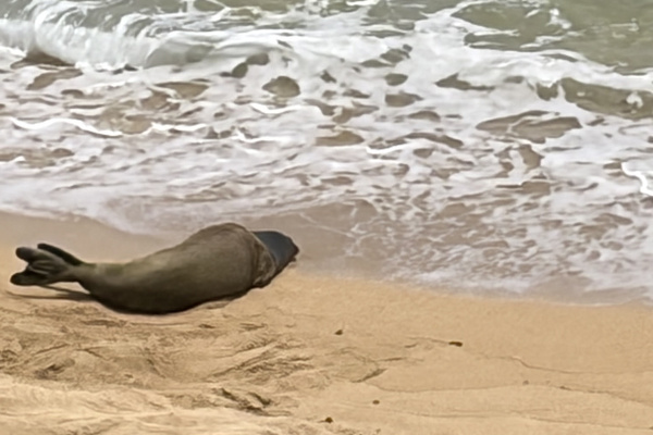 Sadie the Monk Seal pays a visit to our beach