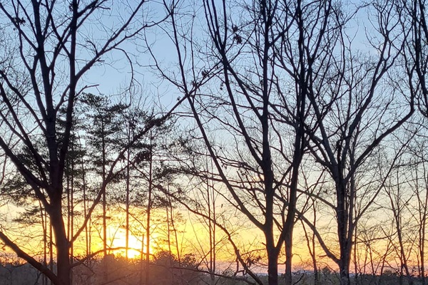 Scenic View: Breathtaking sunsets framed by trees, perfect for evening relaxation!