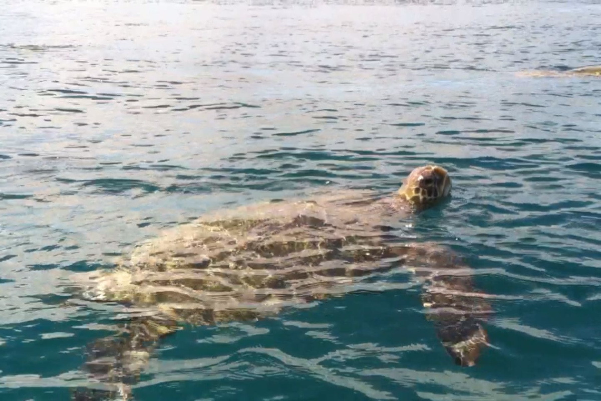 swim or surf with turtles every morning