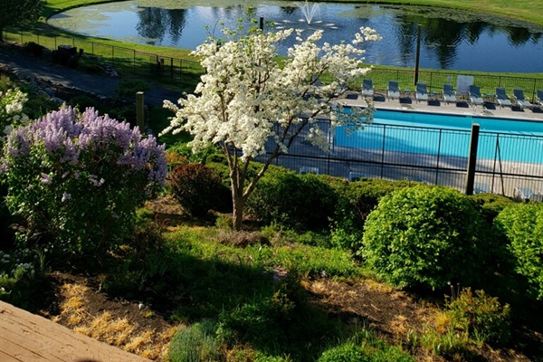 View of the pond and pool