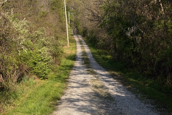 Looking down the tree lined gravel driveway