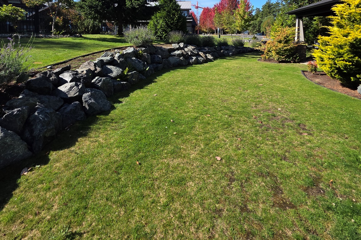 Beautiful Backyard. Green space.