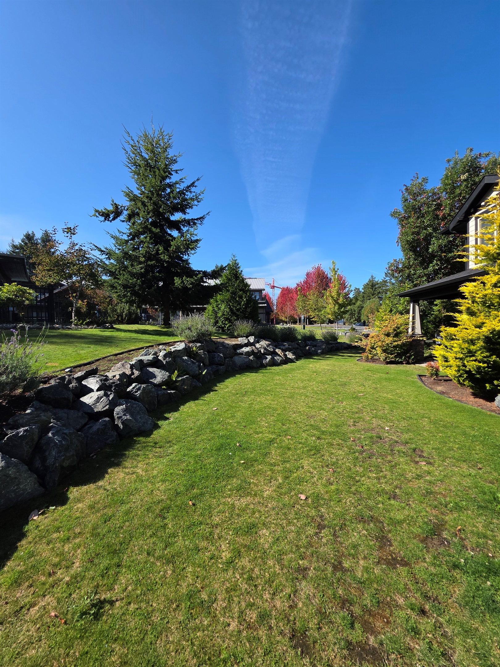 Beautiful Backyard. Green space.