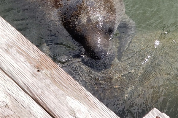 Momma Manatee at our dock with a baby nursing!