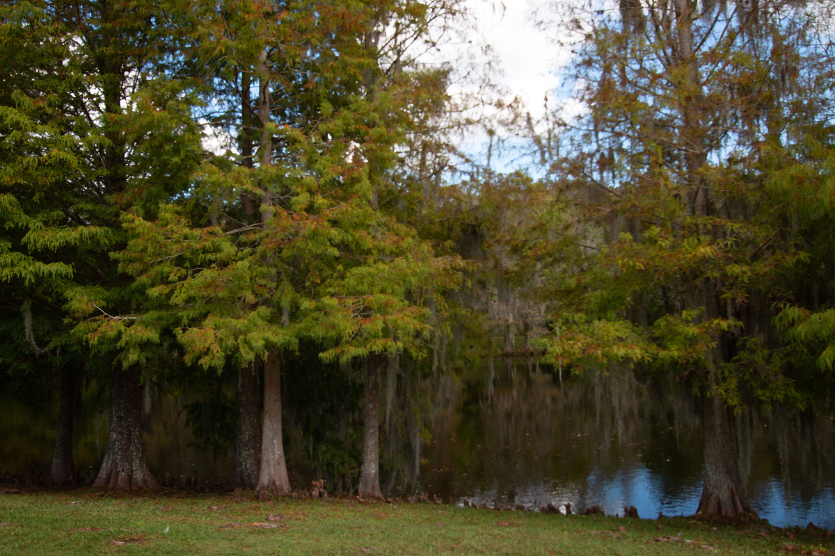 Gorgeous lake view and lush Florida nature!