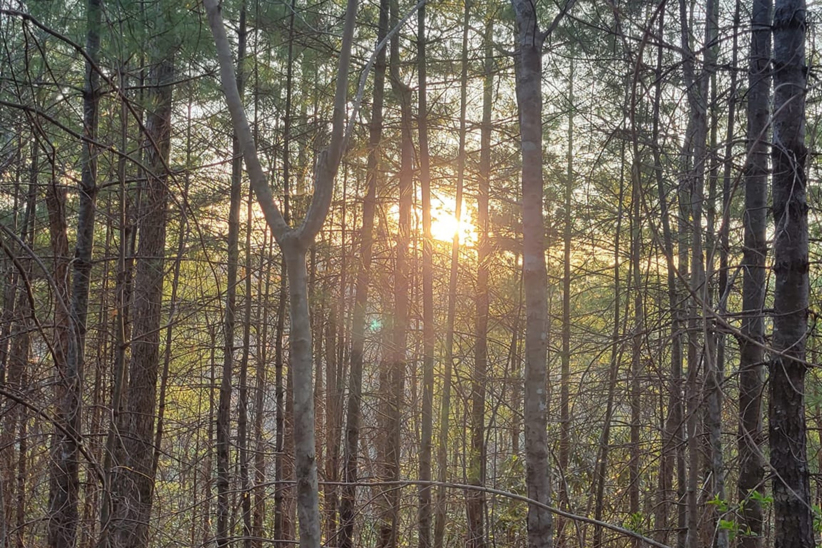 Wrap down your day with your private Smoky Mountain sunset.