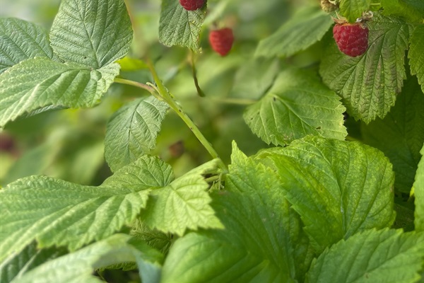 Fresh seasonal raspberries