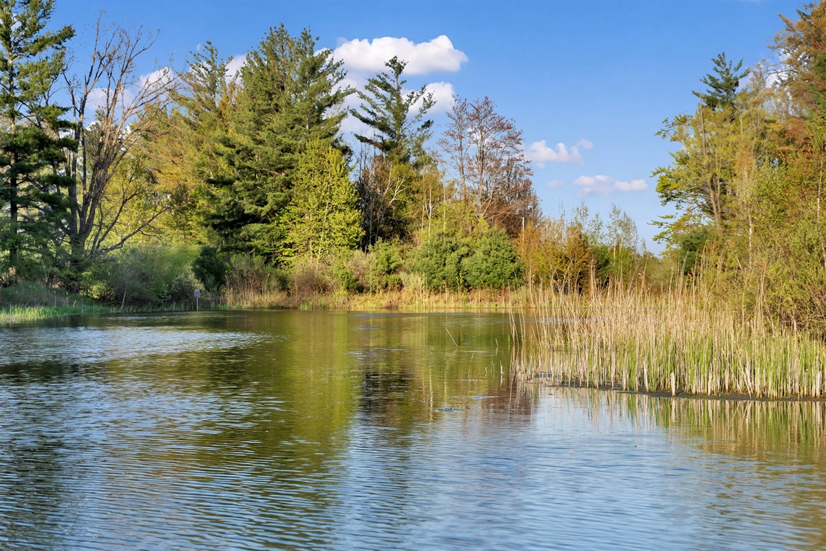 Large pond