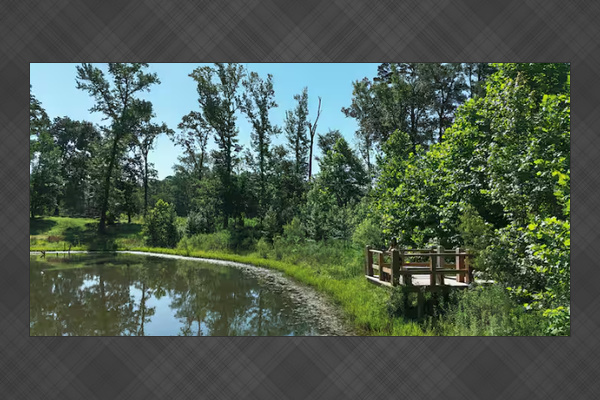 Peaceful pond views surrounded by nature