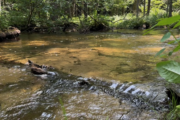 Fallen logs and other natural objects create the babbling sounds of our stream.
