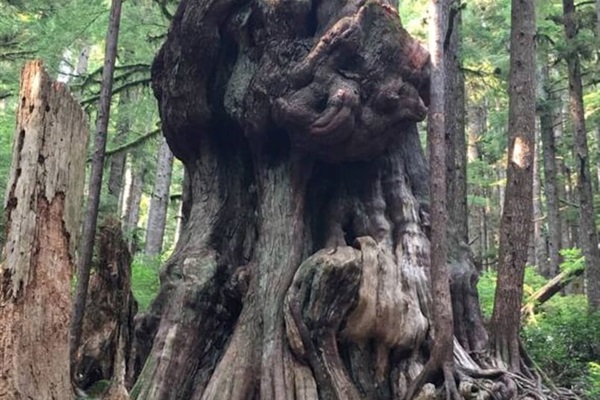 Canada's Gnarliest Tree, in Avatar Grove