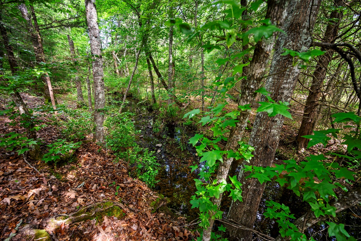 Overlooks Seasonal Creek
