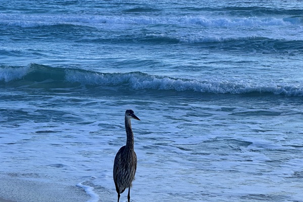 Come meet Fred, a Great Heron, who lives in and around the Carillon Beach area!