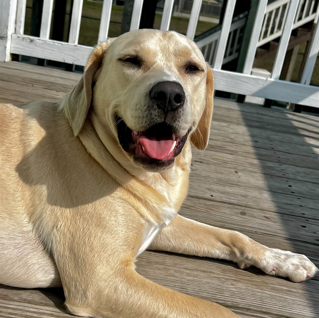 Large fenced yard for dogs
