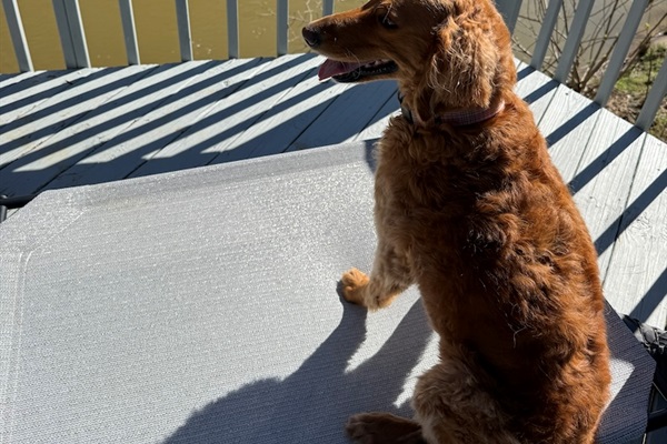 Enjoying the river view at Paws and Linger Retreat