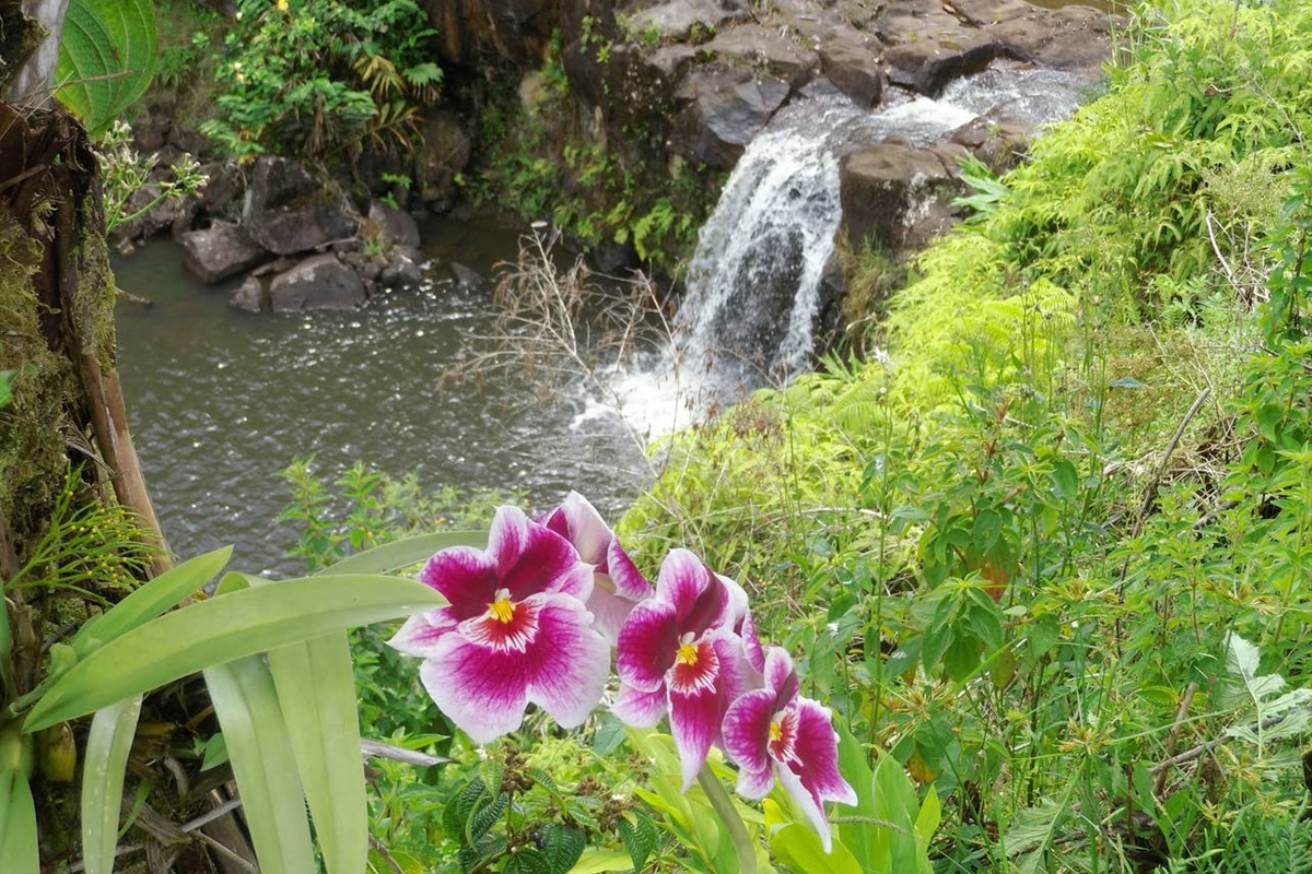 Orchids and waterfalls are good companions