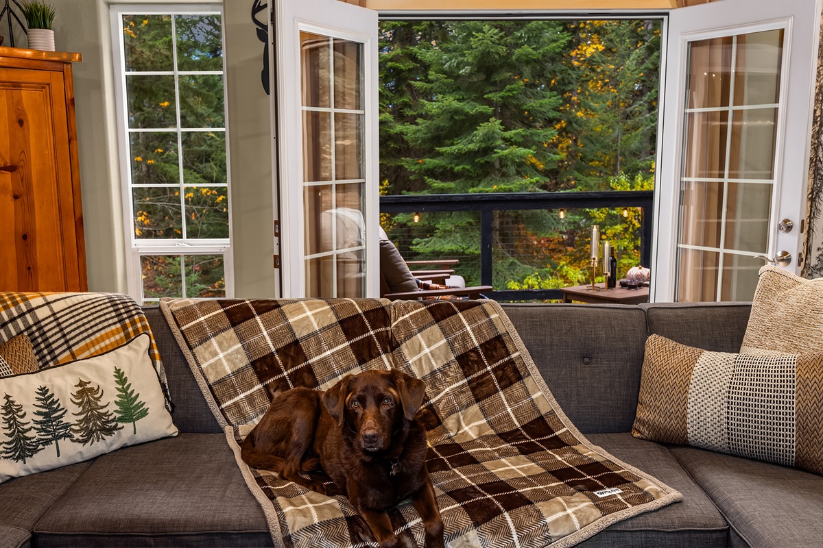 Dog friendly - blankets provided for furniture